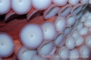 Tentacles (arms) and white disc-like suckers of a Giant Pacific Octopus.  The Giant Pacific Octopus arms can reach 16 feet from tip to tip, and the animal itself may weigh up to 600 pounds.  It ranges from Alaska to southern California, Octopus dofleini