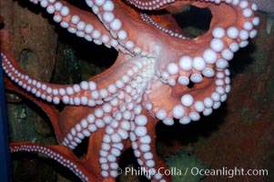 Tentacles (arms) and white disc-like suckers of a Giant Pacific Octopus.  The Giant Pacific Octopus arms can reach 16 feet from tip to tip, and the animal itself may weigh up to 600 pounds.  It ranges from Alaska to southern California, Octopus dofleini