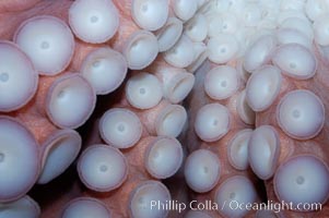 Tentacles (arms) and white disc-like suckers of a Giant Pacific Octopus.  The Giant Pacific Octopus arms can reach 16 feet from tip to tip, and the animal itself may weigh up to 600 pounds.  It ranges from Alaska to southern California, Octopus dofleini