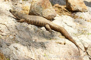 Giant plated lizard, Gerrhosaurus validus