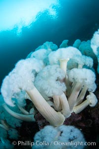 Giant Plumose Anemones cover underwater reef, Browning Pass, northern Vancouver Island, Canada