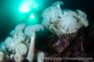 Giant Plumose Anemones cover underwater reef, Browning Pass, northern Vancouver Island, Canada