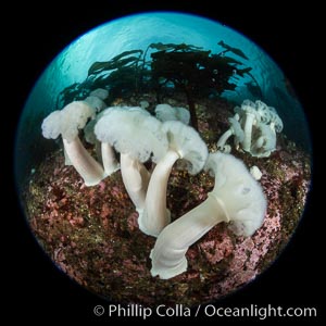 Giant Plumose Anemones cover underwater reef, Browning Pass, northern Vancouver Island, Canada