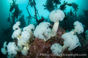 Giant Plumose Anemones cover underwater reef, Browning Pass, northern Vancouver Island, Canada