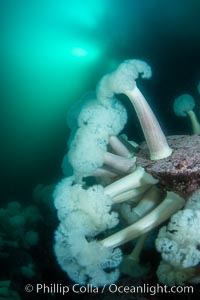 Giant Plumose Anemones cover underwater reef, Browning Pass, northern Vancouver Island, Canada, Metridium farcimen