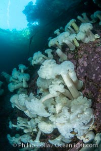 Giant Plumose Anemones cover underwater reef, Browning Pass, northern Vancouver Island, Canada. British Columbia, Metridium farcimen, natural history stock photograph, photo id 35306