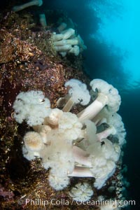 Giant Plumose Anemones cover underwater reef, Browning Pass, northern Vancouver Island, Canada