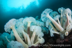 Giant Plumose Anemones cover underwater reef, Browning Pass, northern Vancouver Island, Canada, Metridium farcimen