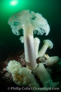 Giant Plumose Anemones cover underwater reef, Browning Pass, northern Vancouver Island, Canada