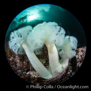 Giant Plumose Anemones cover underwater reef, Browning Pass, northern Vancouver Island, Canada, Metridium farcimen