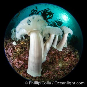 Giant Plumose Anemones cover underwater reef, Browning Pass, northern Vancouver Island, Canada