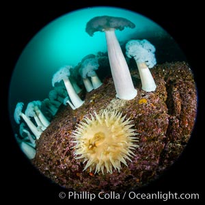 Giant Plumose Anemones cover underwater reef, Browning Pass, northern Vancouver Island, Canada, Metridium farcimen