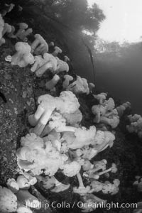 Giant Plumose Anemones cover underwater reef, Browning Pass, northern Vancouver Island, Canada, Metridium farcimen