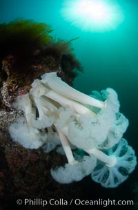 Giant Plumose Anemones cover underwater reef, Browning Pass, northern Vancouver Island, Canada, Metridium farcimen