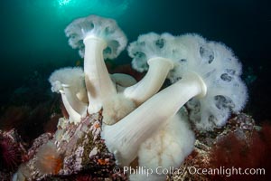 Giant Plumose Anemones cover underwater reef, Browning Pass, northern Vancouver Island, Canada, Metridium farcimen