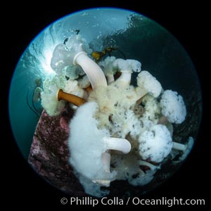 Giant Plumose Anemones cover underwater reef, Browning Pass, northern Vancouver Island, Canada, Metridium farcimen