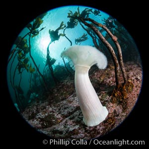 Giant Plumose Anemones cover underwater reef, Browning Pass, northern Vancouver Island, Canada, Metridium farcimen