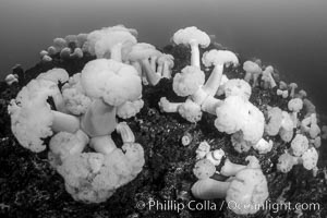 Giant Plumose Anemones cover underwater reef, Browning Pass, northern Vancouver Island, Canada