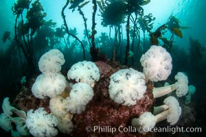 Giant Plumose Anemones cover underwater reef, Browning Pass, northern Vancouver Island, Canada, Metridium farcimen