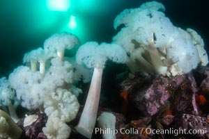 Giant Plumose Anemones cover underwater reef, Browning Pass, northern Vancouver Island, Canada, Metridium farcimen