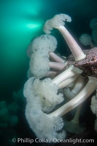 Giant Plumose Anemones cover underwater reef, Browning Pass, northern Vancouver Island, Canada, Metridium farcimen