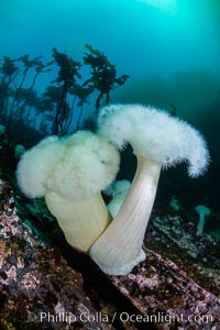 Giant Plumose Anemones cover underwater reef, Browning Pass, northern Vancouver Island, Canada, Metridium farcimen