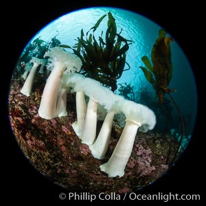 Giant Plumose Anemones cover underwater reef, Browning Pass, northern Vancouver Island, Canada, Metridium farcimen