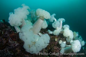 Giant Plumose Anemones cover underwater reef, Browning Pass, northern Vancouver Island, Canada, Metridium farcimen