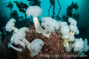 Giant Plumose Anemones cover underwater reef, Browning Pass, northern Vancouver Island, Canada, Metridium farcimen