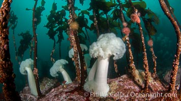 Giant Plumose Anemones cover underwater reef, Browning Pass, northern Vancouver Island, Canada, Metridium farcimen