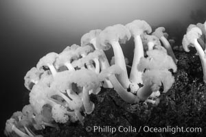 Giant Plumose Anemones cover underwater reef, Browning Pass, northern Vancouver Island, Canada, Metridium farcimen