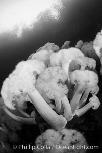 Giant Plumose Anemones cover underwater reef, Browning Pass, northern Vancouver Island, Canada