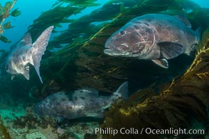 Three giant black sea bass, gathering in a mating/courtship aggregation amid kelp forest at Catalina Island. In summer months, black seabass gather in kelp forests in California to form mating aggregations.  Courtship behaviors include circling of pairs of giant sea bass, production of booming sounds by presumed males, and nudging of females by males in what is though to be an effort to encourage spawning, Stereolepis gigas