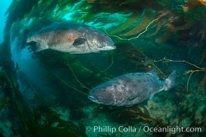 Giant black sea bass, gathering in a mating - courtship aggregation amid kelp forest, Catalina Island