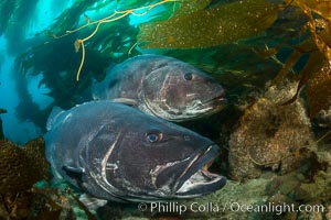 Giant black sea bass, gathering in a mating - courtship aggregation amid kelp forest, Catalina Island