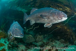 Giant black sea bass, gathering in a mating - courtship aggregation amid kelp forest, Catalina Island