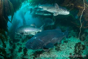 Five giant black sea bass in a mating and courtship aggregation in the kelp forest at Catalina Island. In summer months, black seabass gather in kelp forests in California to form mating aggregations leading to spawning.  Courtship behaviors include circling of pairs of giant sea bass, production of booming sounds by presumed males, and nudging of females by males in what is though to be an effort to encourage spawning, Stereolepis gigas