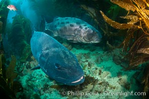 Two Giant sea bass comprise a courting pair as part of a larger mating aggregation amid the kelp forest at Catalina Island. In summer months, giant seabass gather in kelp forests in California to form mating aggregations leading to spawning.  Courtship behaviors include circling of pairs of giant sea bass, production of booming sounds by presumed males, and nudging of females by males in what is though to be an effort to encourage spawning, Stereolepis gigas