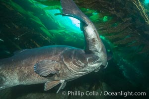 A male giant sea bass nudges a female giant sea bass to encourage spawning as they swim in a tight circle. This courting pair of giant sea bass is deep in the kelp forest at Catalina Island. In summer months, giant sea bass gather in kelp forests in California to form courtship and mating aggregations, eventually leading to spawning, Stereolepis gigas