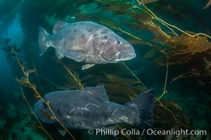 Giant black sea bass, gathering in a mating - courtship aggregation amid kelp forest, Catalina Island, Stereolepis gigas