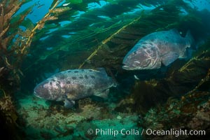 Giant black sea bass, gathering in a mating - courtship aggregation amid kelp forest, Catalina Island, Stereolepis gigas