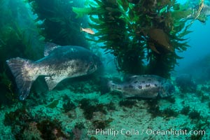 Giant black sea bass, gathering in a mating - courtship aggregation amid kelp forest, Catalina Island