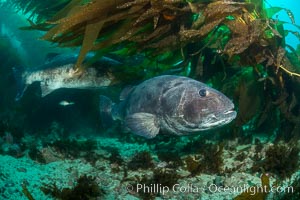 Giant black sea bass, gathering in a mating - courtship aggregation amid kelp forest, Catalina Island, Stereolepis gigas