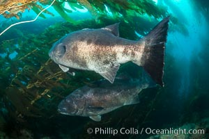 Giant black sea bass, gathering in a mating - courtship aggregation amid kelp forest, Catalina Island, Stereolepis gigas