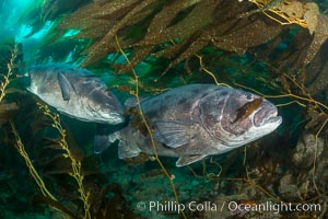 Giant black sea bass, gathering in a mating - courtship aggregation amid kelp forest, Catalina Island, Stereolepis gigas