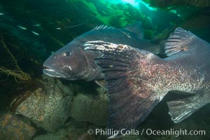 Giant black sea bass, gathering in a mating - courtship aggregation amid kelp forest, Catalina Island, Stereolepis gigas