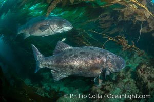 Giant black sea bass, gathering in a mating - courtship aggregation amid kelp forest, Catalina Island, Stereolepis gigas