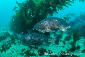 Giant black sea bass, gathering in a mating - courtship aggregation amid kelp forest, Catalina Island, Stereolepis gigas