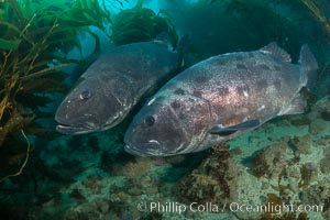 Giant black sea bass, gathering in a mating - courtship aggregation amid kelp forest, Catalina Island, Stereolepis gigas