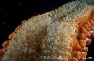 Giant sea star (starfish) detail, Pisaster giganteus, La Jolla, California